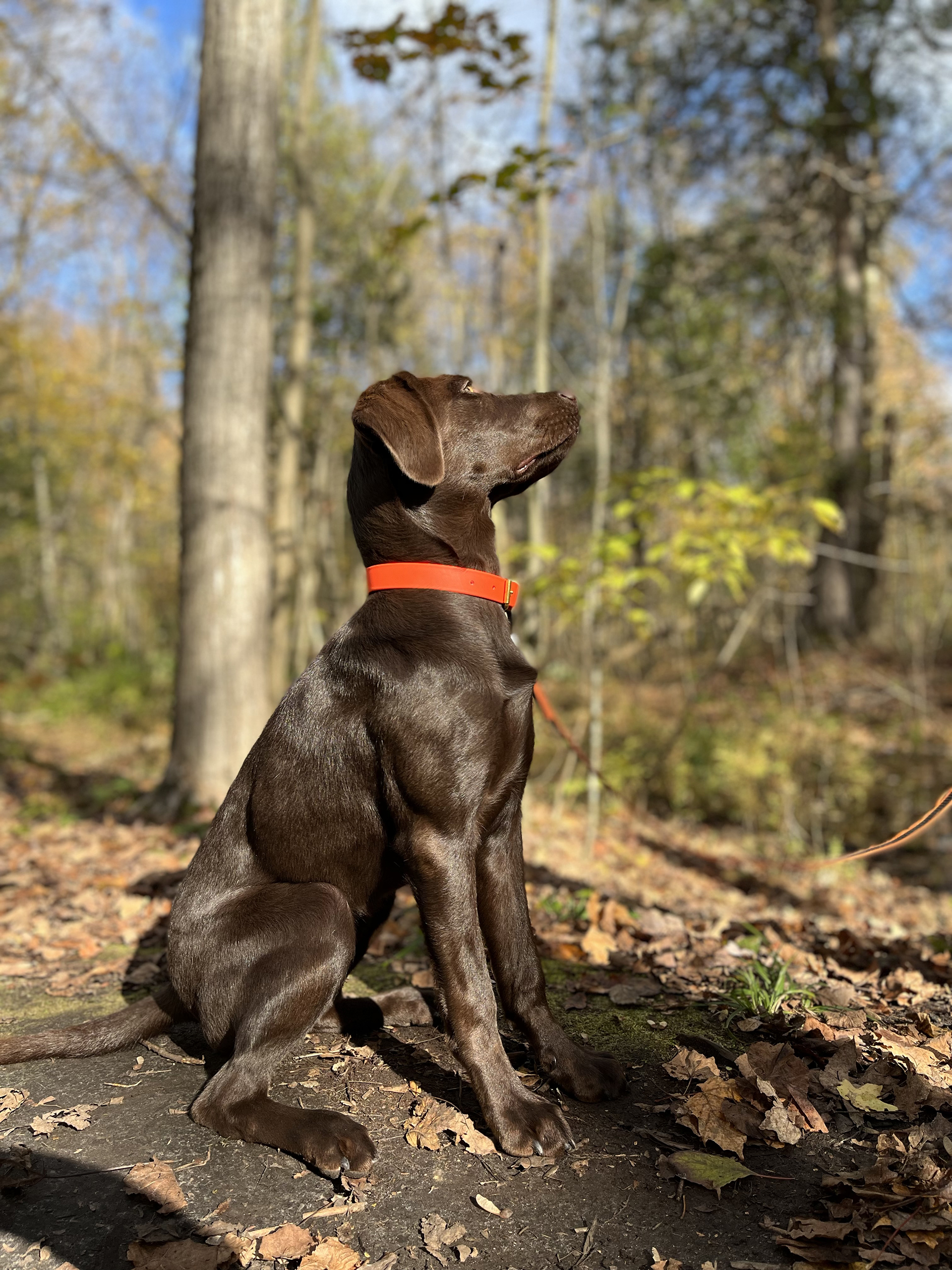 CKC Registered Labrador Retrievers